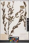Foto von Salix cinerea L.